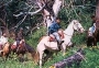 Horseback Riding - Full Day