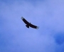 Condor Watching