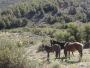 Horseback Riding - Half Day
