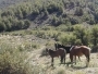 Horseback Riding - Half Day