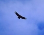 Condor Watching