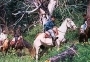 Horseback Riding - Full Day